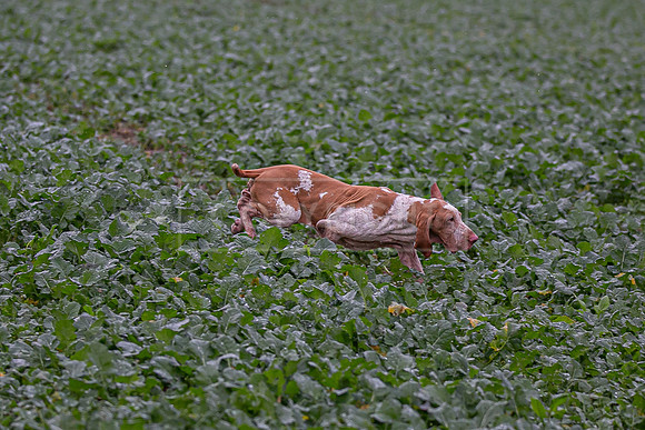 Gundogs-56