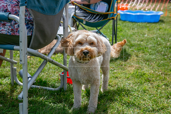 Scruffts heat @ Wadebridge 13th July 2025-139