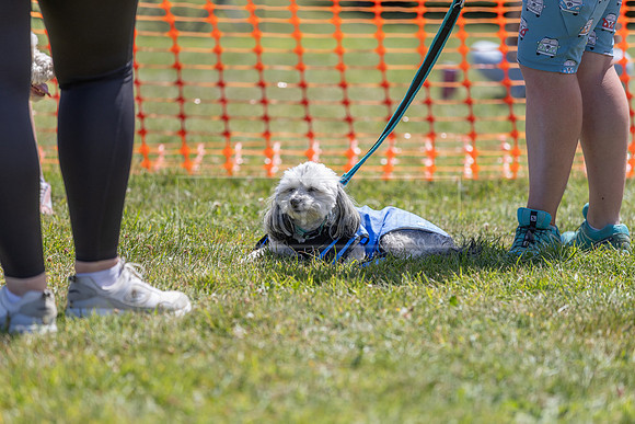 Scruffts heat @ Wadebridge 13th July 2025-87