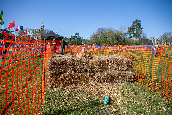 Thoresby Sun 30th Mar 25-114