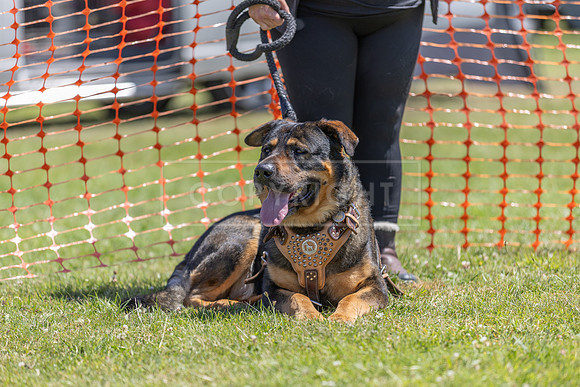Scruffts heat @ Wadebridge 13th July 2025-29