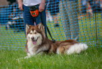 Scruffts heat 3 Burley Manor 31 May 2026-12