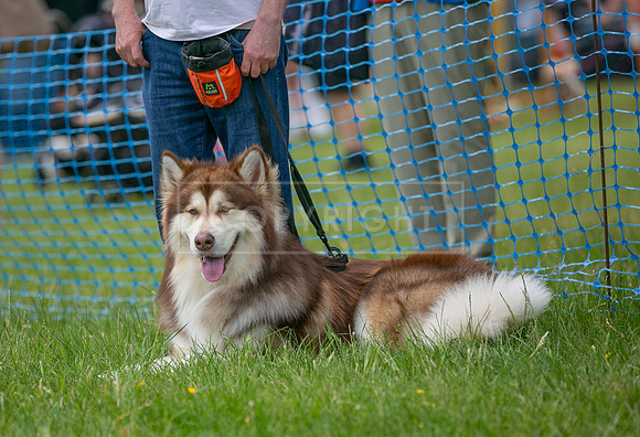 Scruffts heat 3 Burley Manor 31 May 2026-12