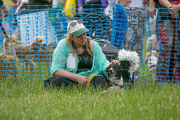 Scruffts heat 3 Burley Manor 31 May 2026-13
