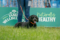 Scruffts heat 3 Burley Manor 31 May 2026-15
