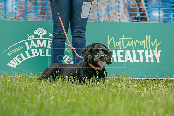 Scruffts heat 3 Burley Manor 31 May 2026-15