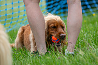 Scruffts heat 3 Burley Manor 31 May 2026-16