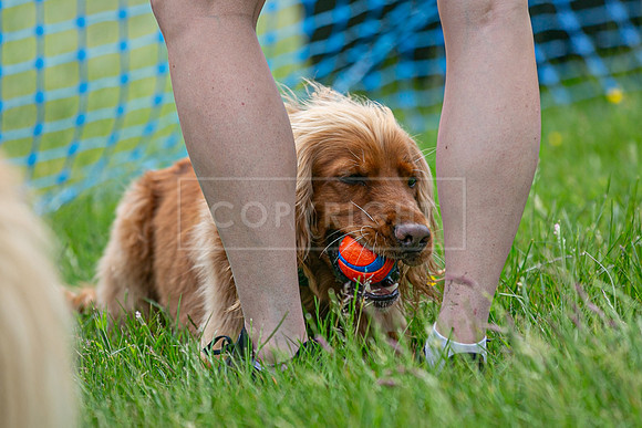 Scruffts heat 3 Burley Manor 31 May 2026-16