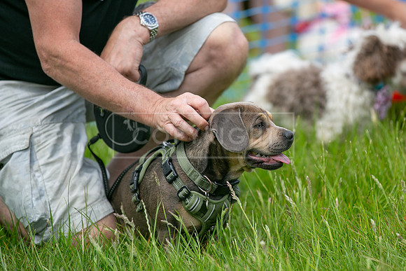 Scruffts heat 3 Burley Manor 31 May 2026-17