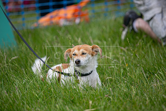 Scruffts heat 3 Burley Manor 31 May 2026-18