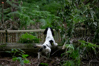Open Spaniel-023