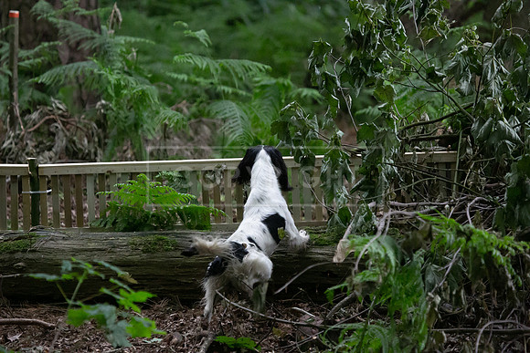 Open Spaniel-023