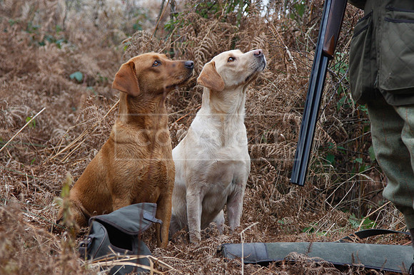 Gundogs-71