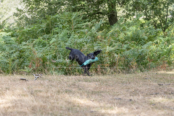 Thoresby 1st Aug 2026-086