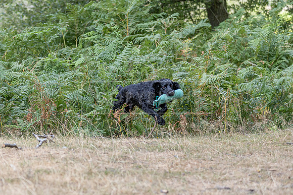 Thoresby 1st Aug 2026-087
