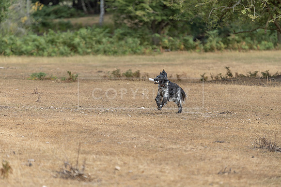 Thoresby 15th Aug 2026-042