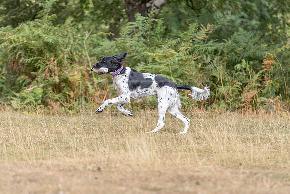 Thoresby 15th Aug 2026-076