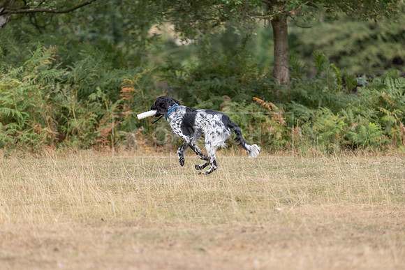 Thoresby 15th Aug 2026-083