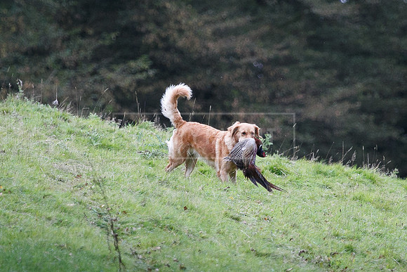 Tilden Farm 23rd Oct-294