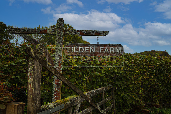 Tilden Farm 23rd Oct-004 copy