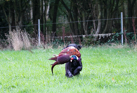 Tilden Farm 23rd Oct-055