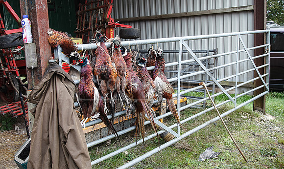 Tilden Farm 23rd Oct-193