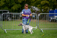 Scruffts Family Crossbreed of the Year competition. Knebworth Park. 13th September 2026-003