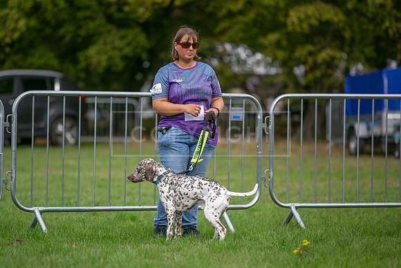 Scruffts Family Crossbreed of the Year competition. Knebworth Park. 13th September 2026-003