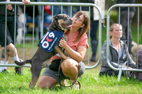 Scruffts Family Crossbreed of the Year competition. Knebworth Park. 13th September 2026-008