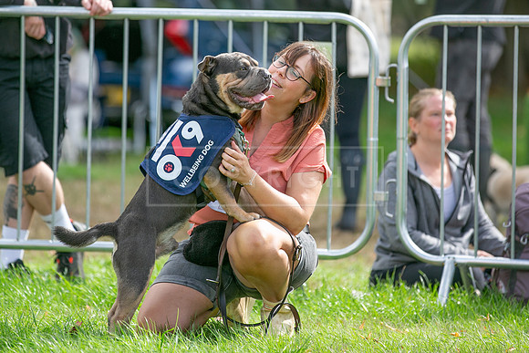 Scruffts Family Crossbreed of the Year competition. Knebworth Park. 13th September 2026-008