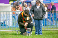 Scruffts Family Crossbreed of the Year competition. Knebworth Park. 13th September 2026-007