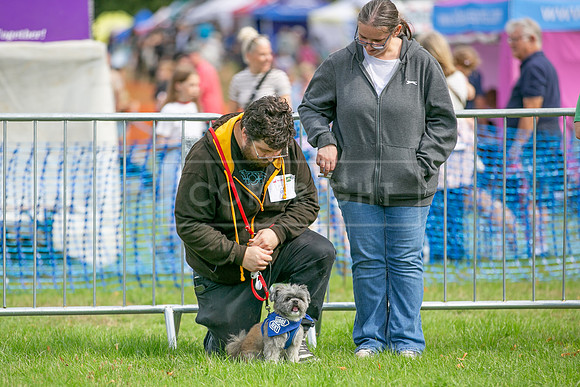 Scruffts Family Crossbreed of the Year competition. Knebworth Park. 13th September 2026-007