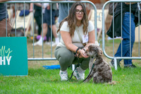 Scruffts Family Crossbreed of the Year competition. Knebworth Park. 13th September 2026-013