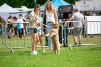 Scruffts Family Crossbreed of the Year competition. Knebworth Park. 13th September 2026-011