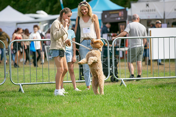 Scruffts Family Crossbreed of the Year competition. Knebworth Park. 13th September 2026-011