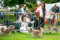 Scruffts Family Crossbreed of the Year competition. Knebworth Park. 13th September 2026-014