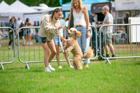 Scruffts Family Crossbreed of the Year competition. Knebworth Park. 13th September 2026-012