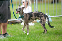 Scruffts Family Crossbreed of the Year competition. Knebworth Park. 13th September 2026-016