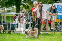 Scruffts Family Crossbreed of the Year competition. Knebworth Park. 13th September 2026-015