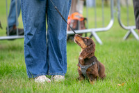 Scruffts Family Crossbreed of the Year competition. Knebworth Park. 13th September 2026-017