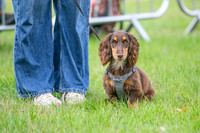 Scruffts Family Crossbreed of the Year competition. Knebworth Park. 13th September 2026-018