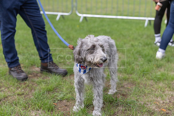 Scruffts Family Crossbreed of the Year competition. Knebworth Park. 13th September 2026-029