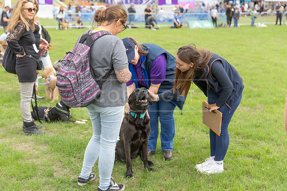 Scruffts Family Crossbreed of the Year competition. Knebworth Park. 13th September 2026-031