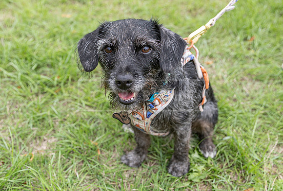 Scruffts Family Crossbreed of the Year competition. Knebworth Park. 13th September 2026-034