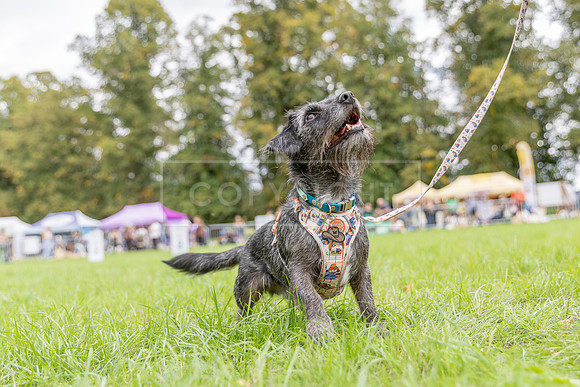 Scruffts Family Crossbreed of the Year competition. Knebworth Park. 13th September 2026-033