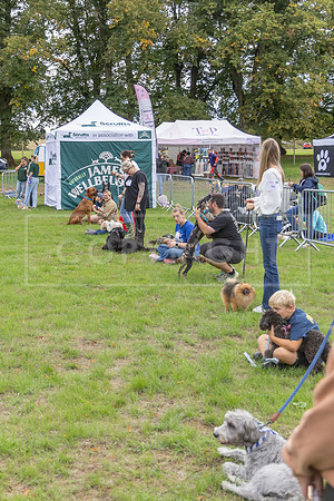 Scruffts Family Crossbreed of the Year competition. Knebworth Park. 13th September 2026-032