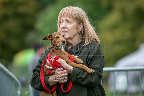 Scruffts Family Crossbreed of the Year competition. Knebworth Park. 13th September 2026-035