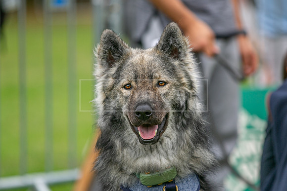 Scruffts Family Crossbreed of the Year competition. Knebworth Park. 13th September 2026-037