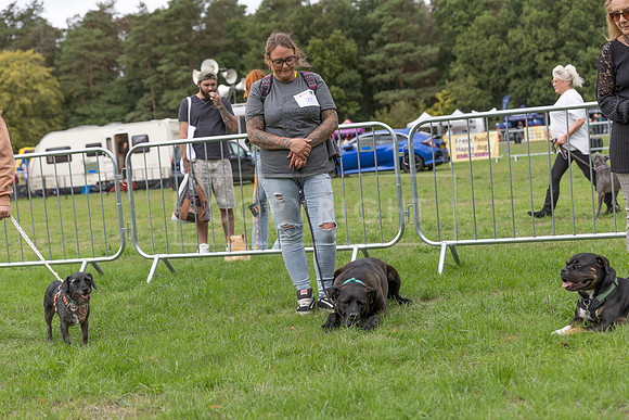 Scruffts Family Crossbreed of the Year competition. Knebworth Park. 13th September 2026-036