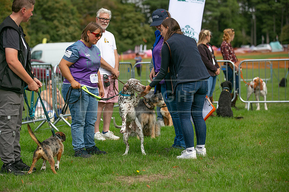 Scruffts Family Crossbreed of the Year competition. Knebworth Park. 13th September 2026-040